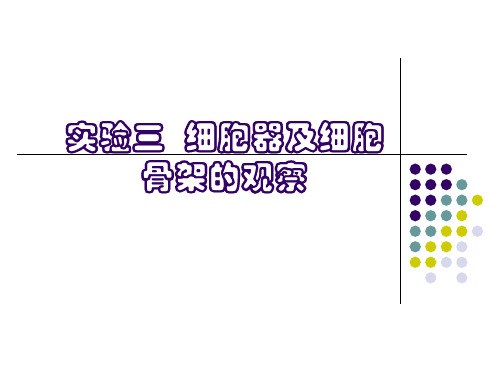 实验三细胞器及细胞骨架的观察总结