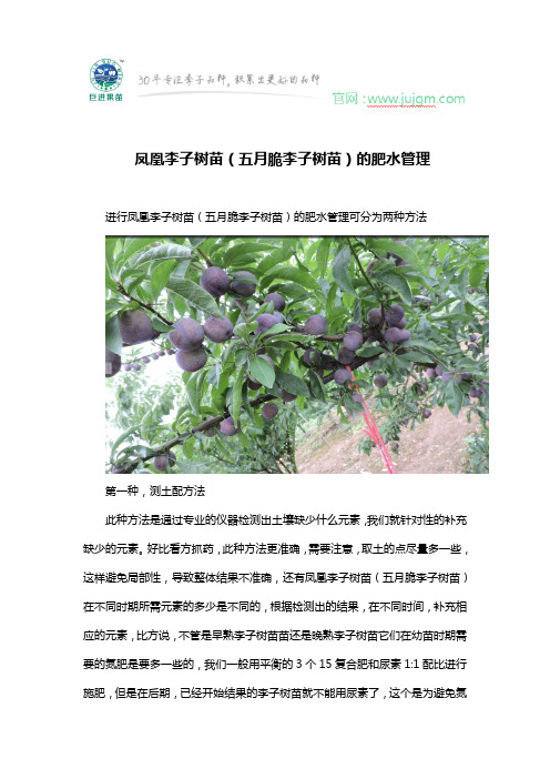 凤凰李子树苗(五月脆李子树苗)的肥水管理