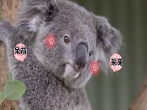 澳大利亚
