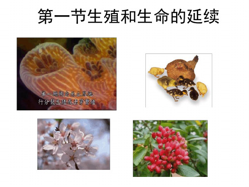 沪科版生命科学高二上7 1生殖和生命的延续课件5