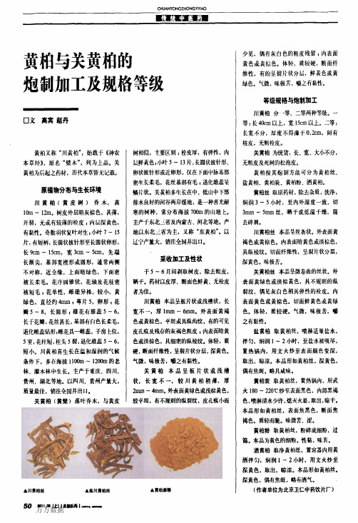 黄柏与关黄柏的炮制加工及规格等级