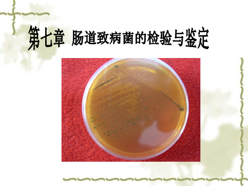 第七章、肠道致病菌的检验与鉴定-食品伙伴网.