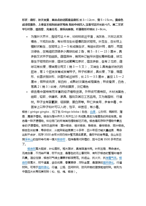银杏叶