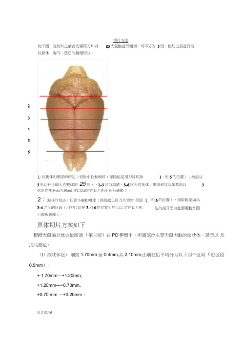 大脑切片图(特选资料)