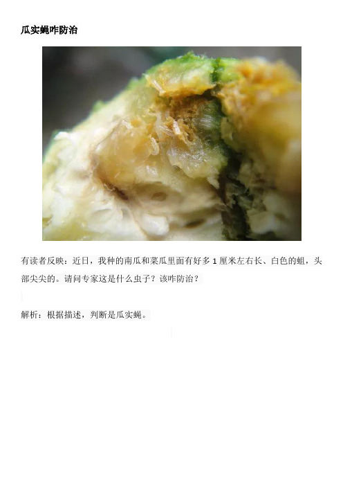 瓜实蝇咋防治