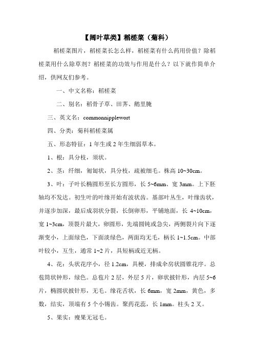 【阔叶草类】稻槎菜(菊科)