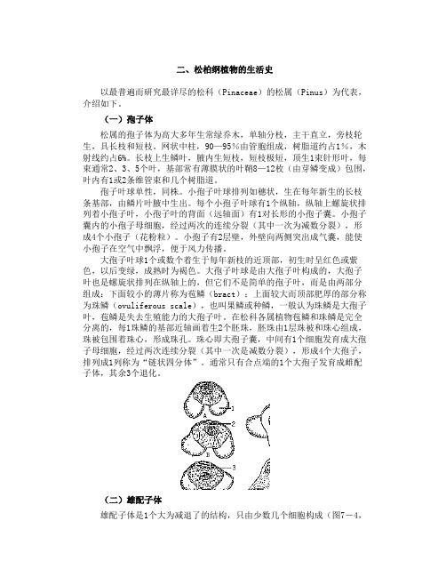二、松柏纲植物的生活史