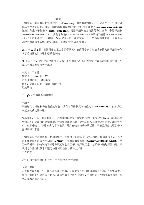 干细胞
