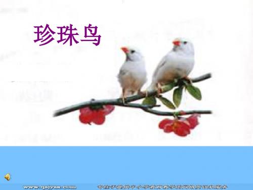 语文20珍珠鸟课件苏教版四年级上【精选】