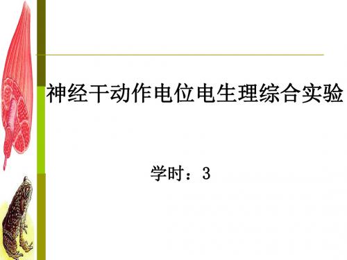 神经干动作电位电生理综合实验
