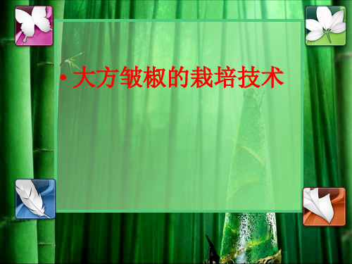 大方皱椒的栽培技术