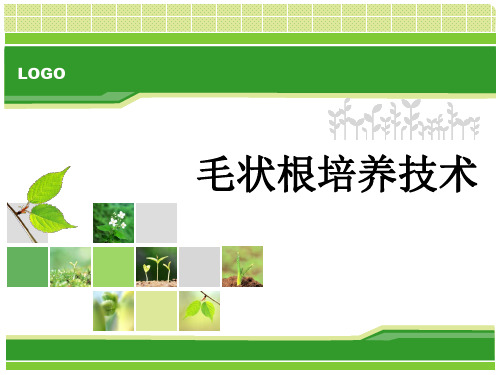 毛状根培养2