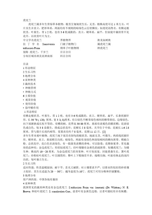虎尾兰