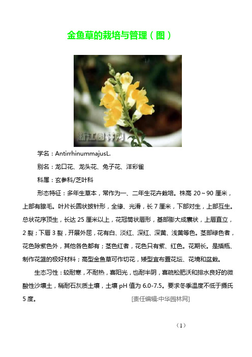 金鱼草