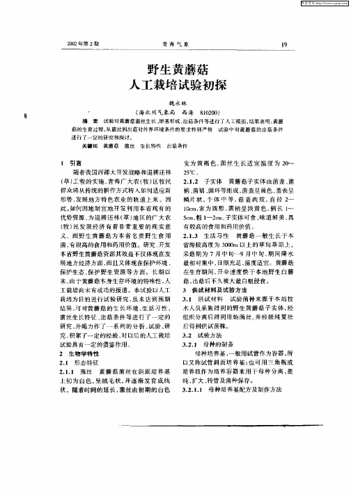 野生黄蘑菇人工栽培试验初探