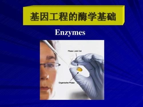 1  基因工程的酶学基础