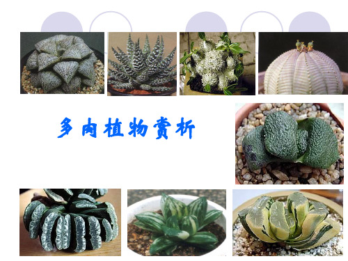 关于多肉植物课件