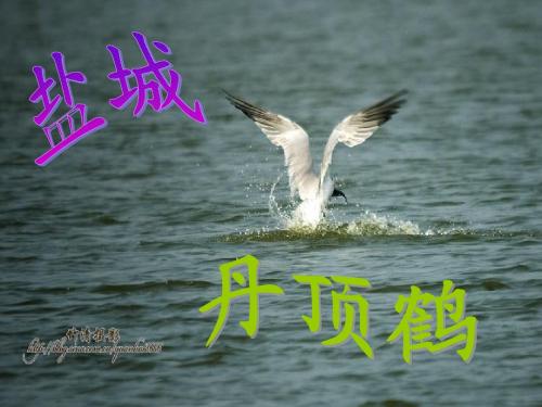 盐城——丹顶鹤