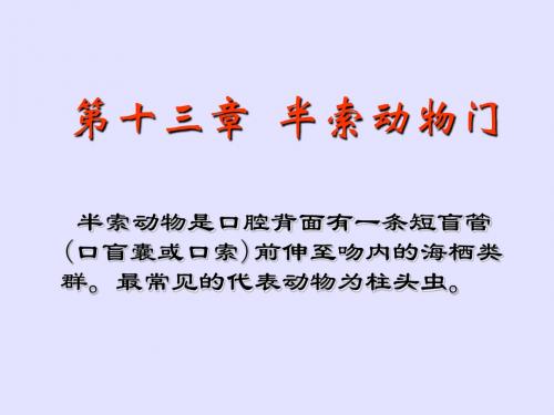 半索动物