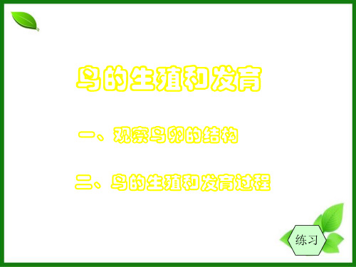 人教版鸟的生殖和发育PPT精品课件2