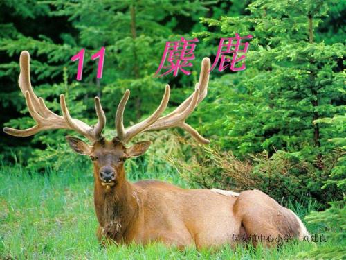 苏教版六年级上册第17课《麋鹿》第二课时课件.ppt