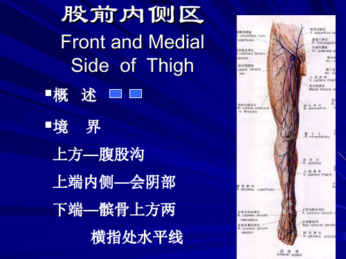 股前侧区.ppt
