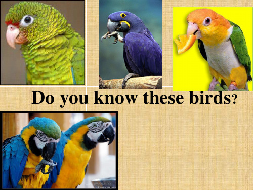 八年级英语上册 8A Unit 5 Birdwatchers课件 人教新目标版