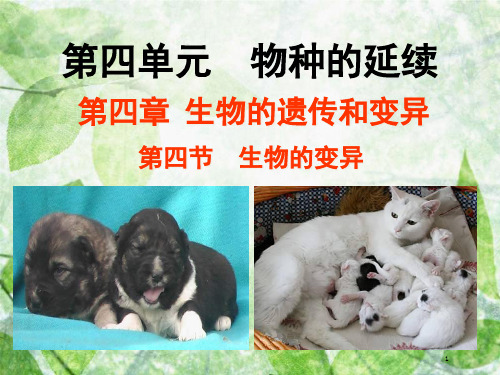 八年级生物上册 4.4.4《生物的变异》优质课件2 (新版)济南版