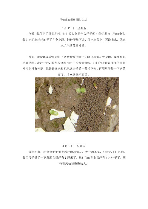 凤仙花的观察日记(二)