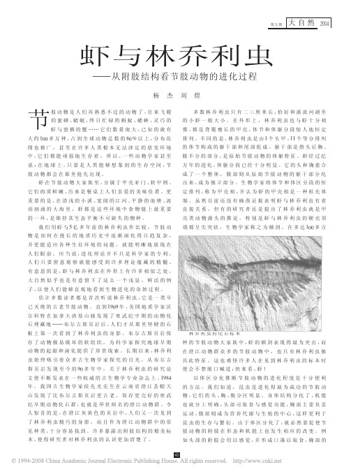 虾与林乔利虫_从附肢结构看节肢动物的进化过程