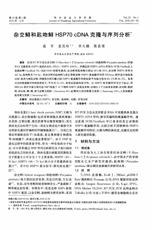 杂交鲟和匙吻鲟HSP70 cDNA克隆与序列分析