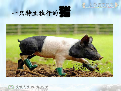 大学语文第二单元5：一只特立独行的猪