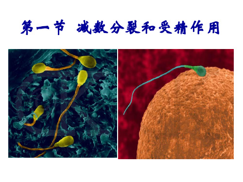 2-1减数分裂和受精作用(1).ppt