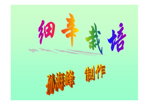 细辛栽培