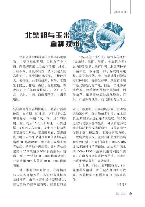 北柴胡与玉米套种技术