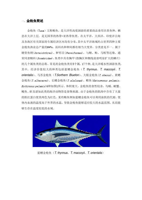 金枪鱼