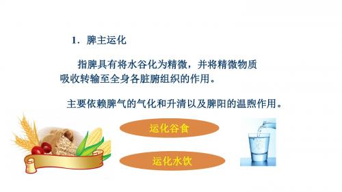 中医基础理论之脾