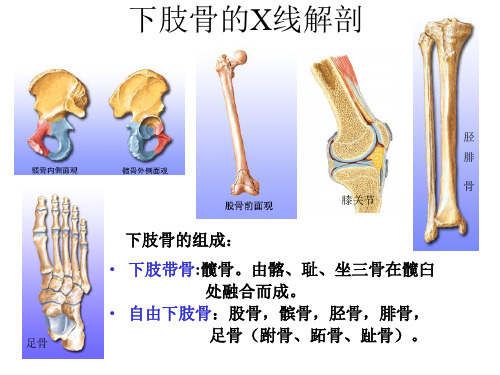 【影像诊断课件】下肢骨的X线解剖