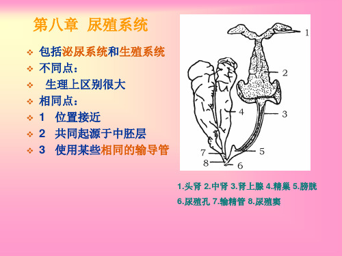 第八章  尿殖系统
