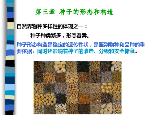 种子学-种子的形态和构造