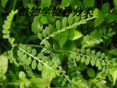 植物学物种分类