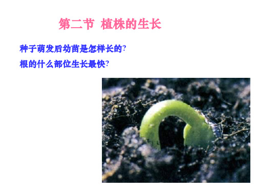 七年级生物植株的生长.ppt
