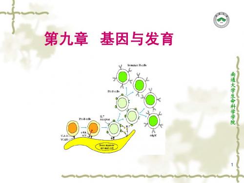9 基因与发育