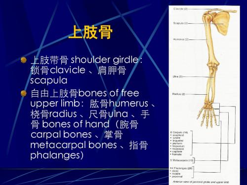 03上下肢骨及其连接