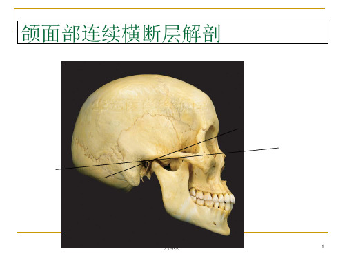 颌面部连续横断层解剖及CT、MRI(11研究生) PPT