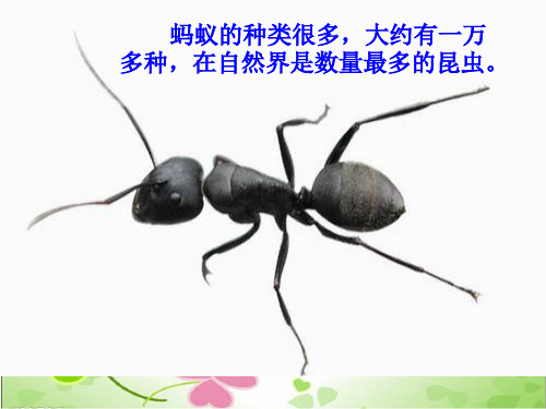 2022年鄂教版小学科学四上《观察蚂蚁》公开课课件
