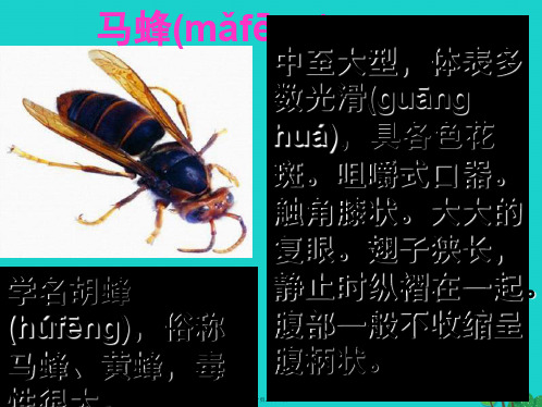 七年级语文上册2《捅马蜂窝》课件4鄂教版