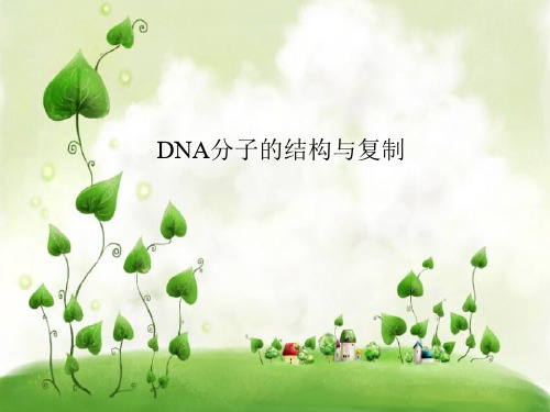 dna分子的结构与复制PPT课件