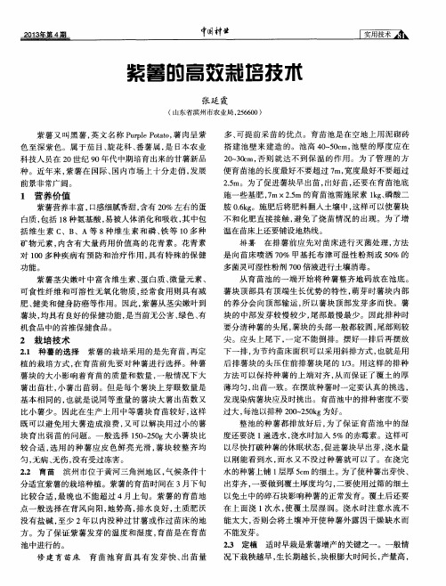 紫薯的高效栽培技术