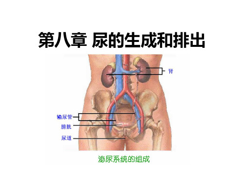 生理学：第八章 尿的生成和排出